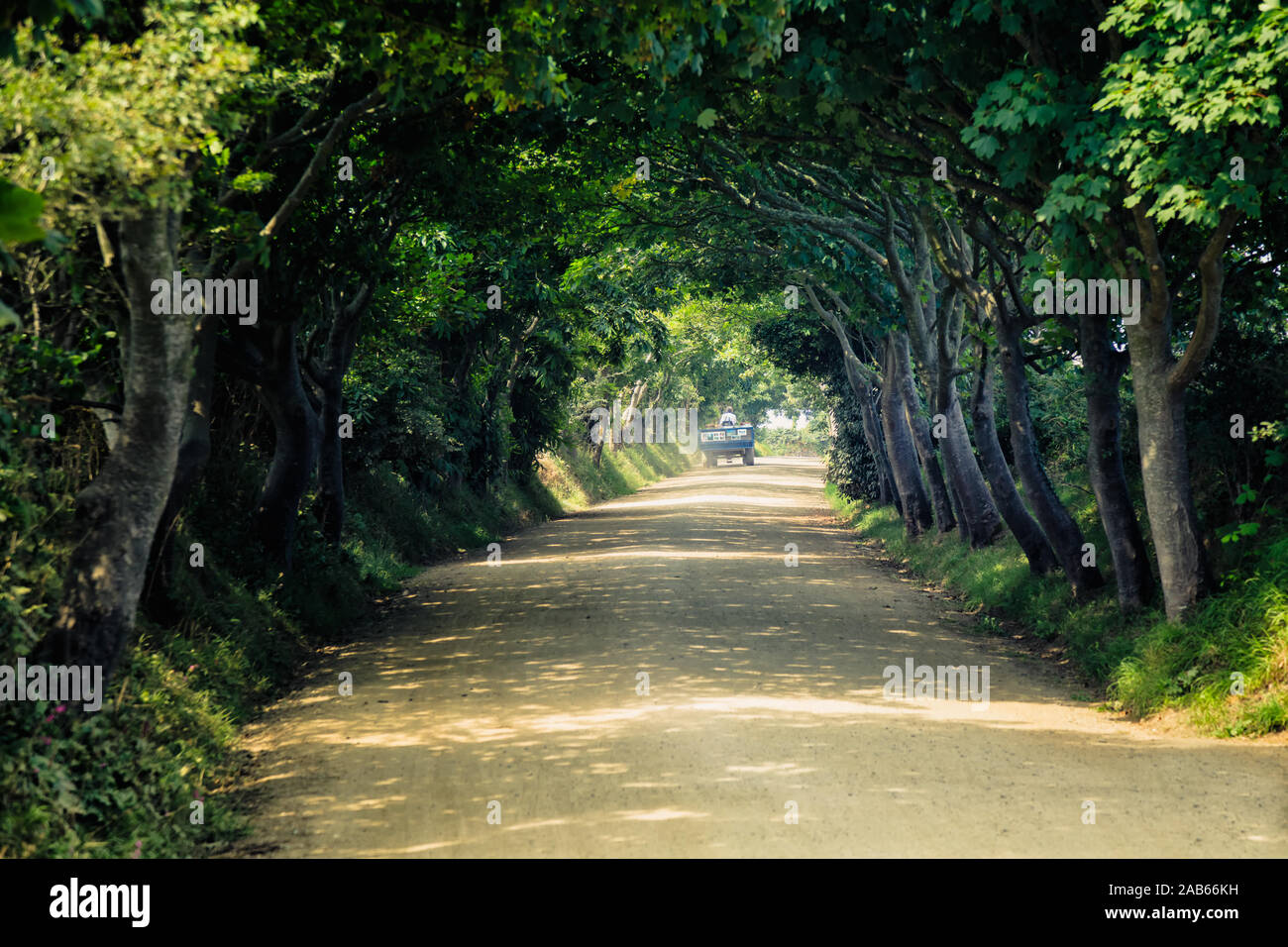 Von Bäumen gesäumten Avenue mit Pferd, Kutsche, größere Sark, Channel Island. Stockfoto