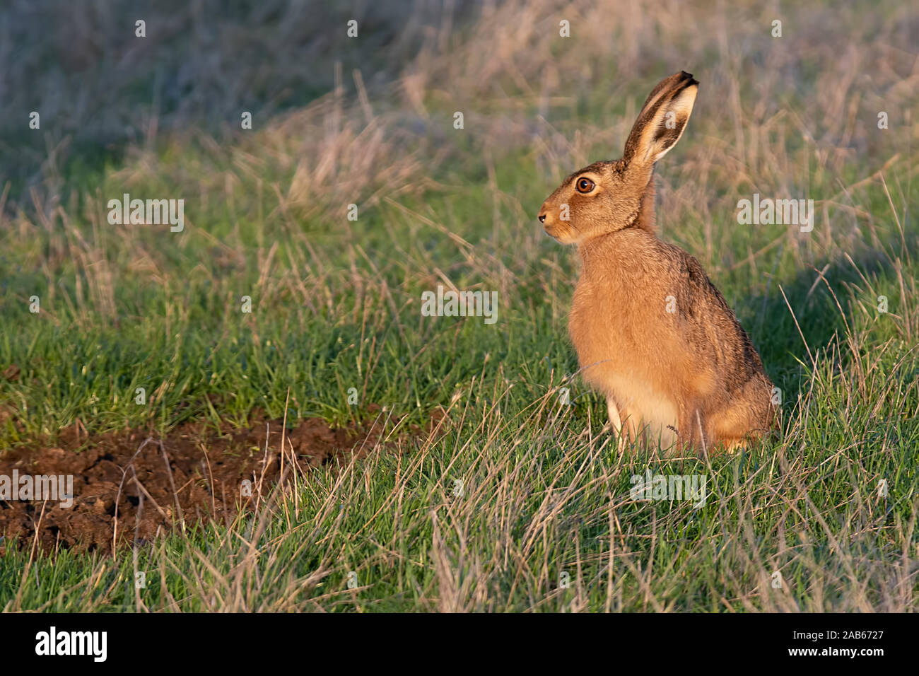 Feldhase Lepus europaeus Weiden bei Sonnenuntergang Stockfoto