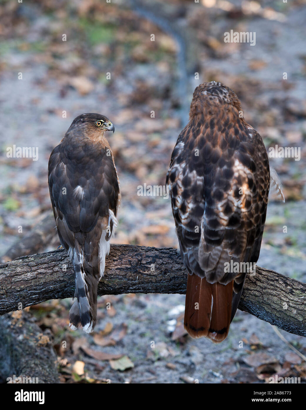 Hawk Vögel thront, während ihre Körper, Kopf, Augen, Schnabel, Schwanz, Gefieder mit einem Laub Hintergrund in seiner Umgebung und Umwelt herausstellen. Stockfoto