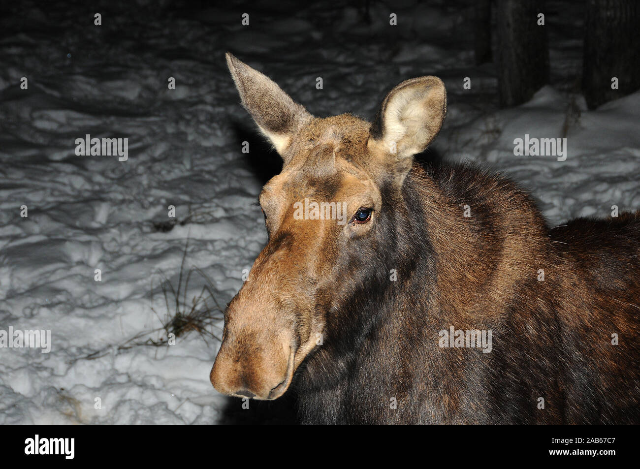 Elche Tierkopf close-up Profil anzeigen im Wald im Winter Saison. Stockfoto
