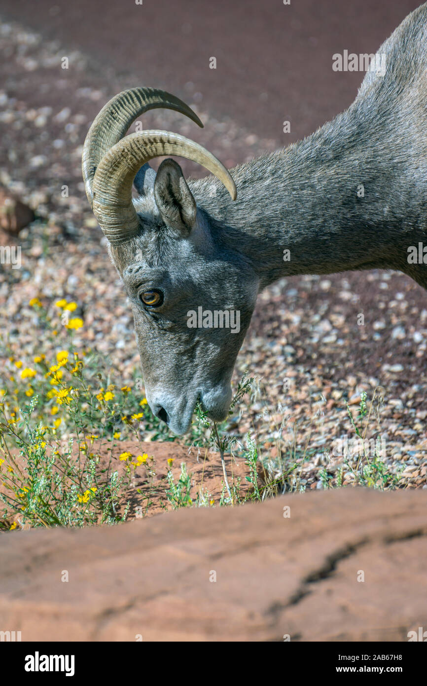 Desert bighorn Schaf, Ovis canadensis nelsoni, ist eine Unterart der bighorn Schaf, Ovis canadensis Stockfoto