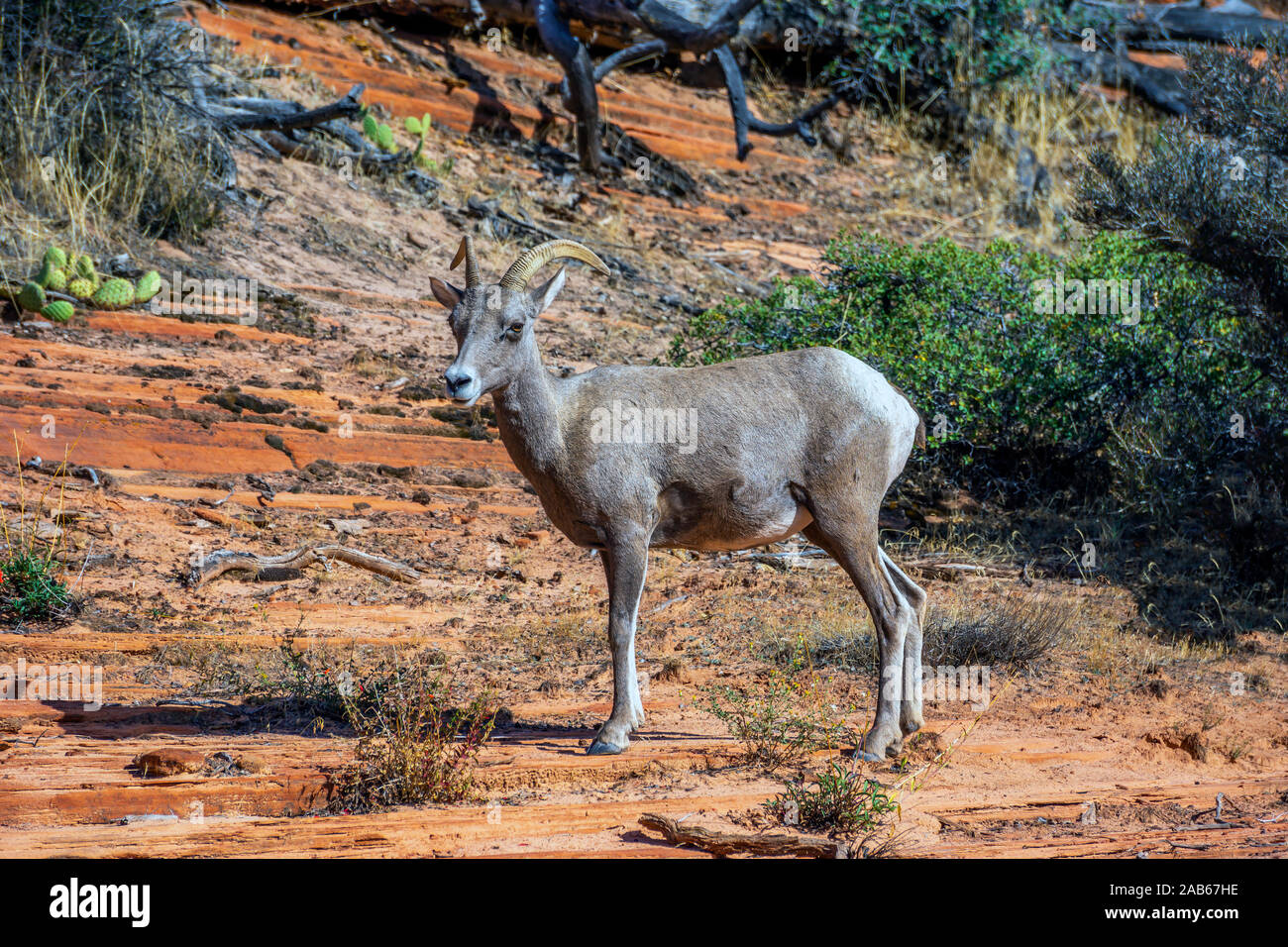 Desert bighorn Schaf, Ovis canadensis nelsoni, ist eine Unterart der bighorn Schaf, Ovis canadensis Stockfoto