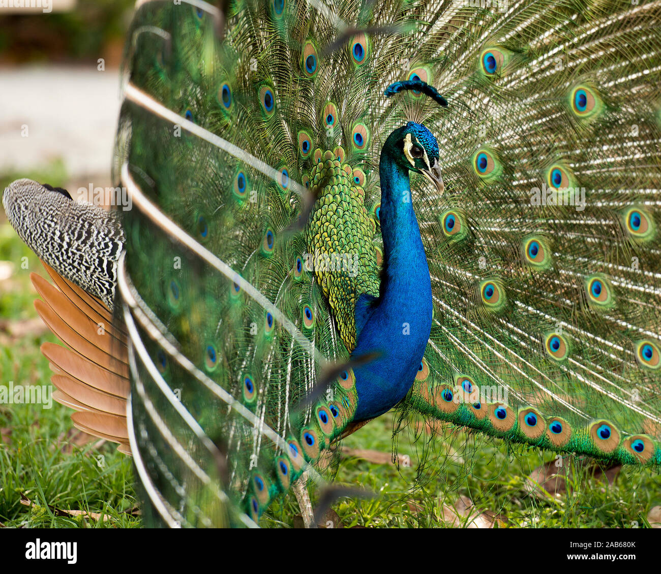 Pfau Vogel, die schönen bunten Vogel. Stockfoto