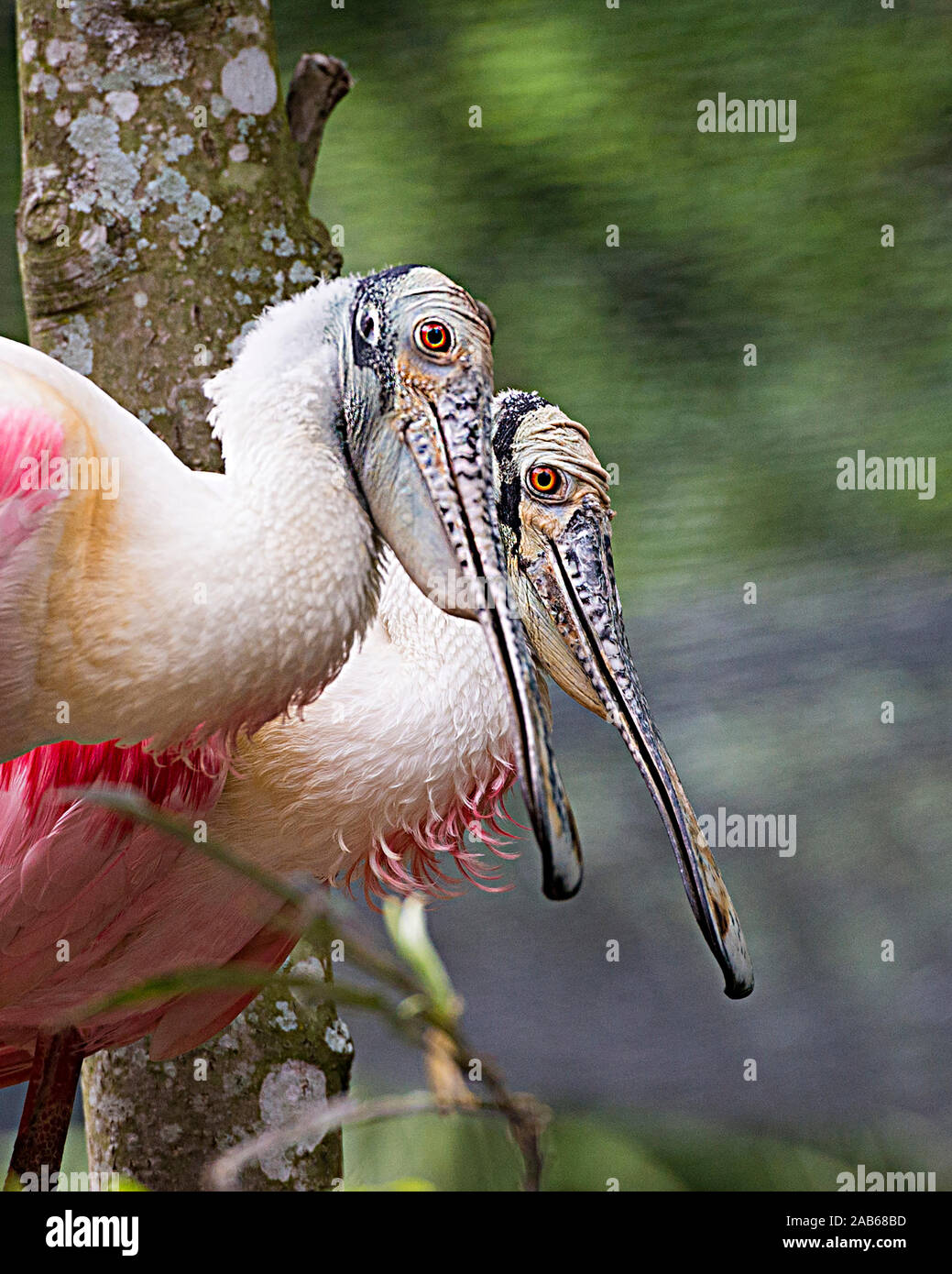 Rosalöffler Vogel paar Profil Nahaufnahme mit einem Bokeh Hintergrund in seiner Umgebung und Umwelt. Stockfoto