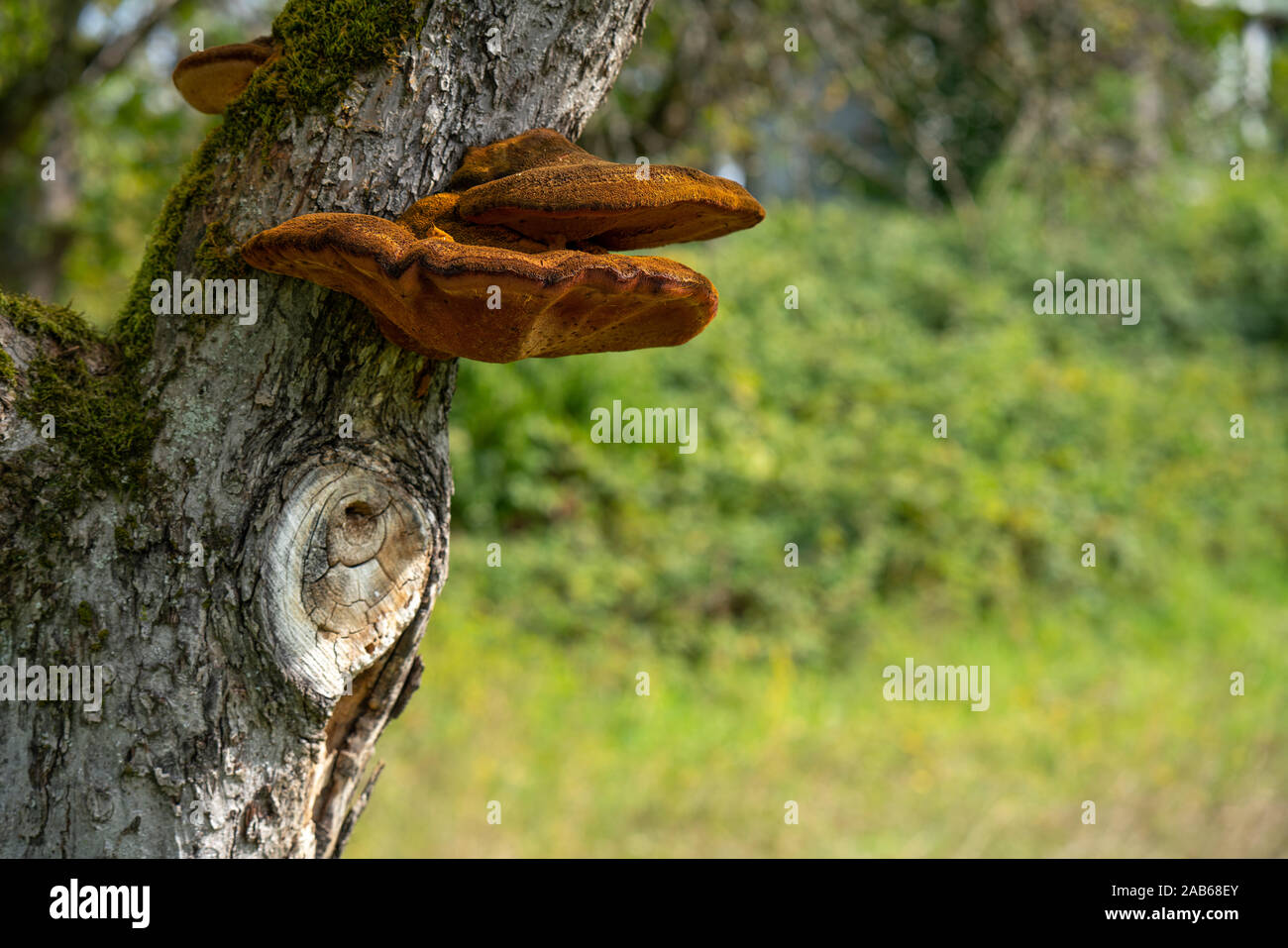 Nahaufnahme von einem Baum mit alten Rinde und Moos und speziellen Pilz in der grünen Natur Stockfoto