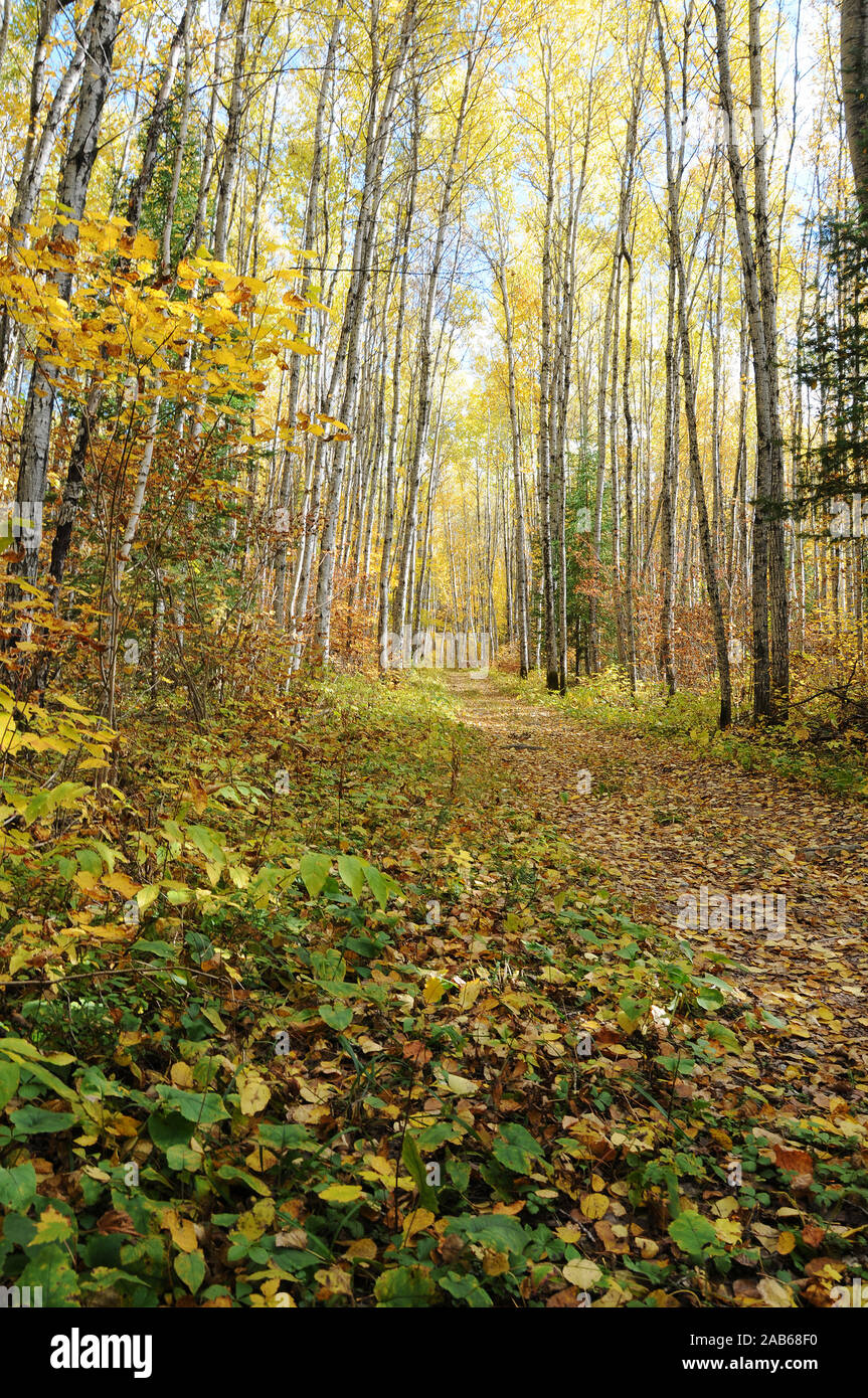 Herbst Landschaft Landschaft die bunte Jahreszeit. Stockfoto