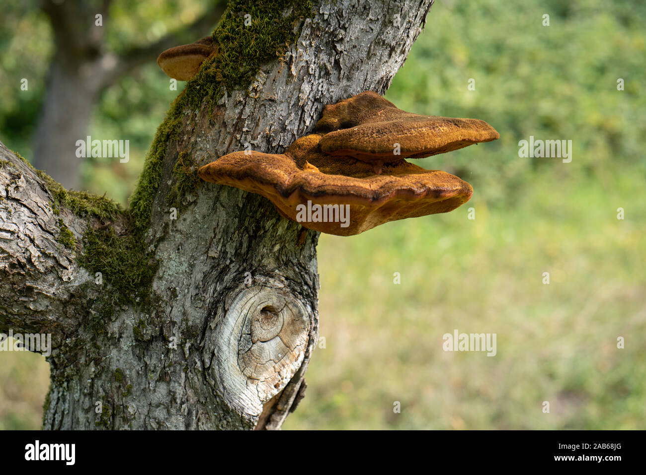 Nahaufnahme von einem Baum mit alten Rinde und Moos und speziellen Pilz in der grünen Natur Stockfoto