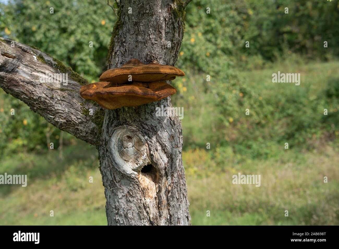 Nahaufnahme von einem Baum mit alten Rinde und Moos und speziellen Pilz in der grünen Natur Stockfoto