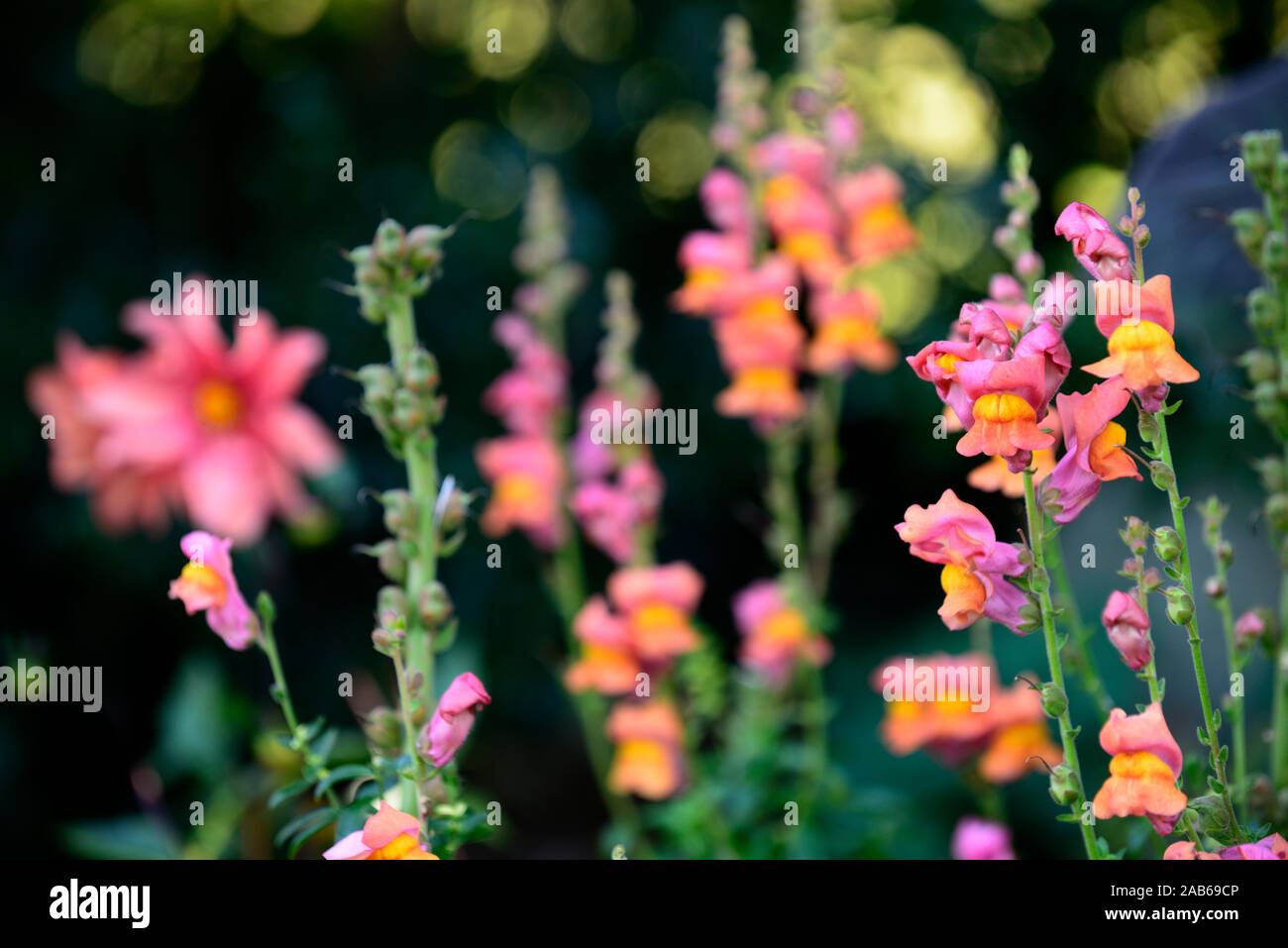 Antirrhinum majus Potomac dunkel Orange, snapdragon, snapdragons, Orange, Blumen, Blüten, Blüten, Jahrbücher, Beetpflanzen, RM Floral Stockfoto