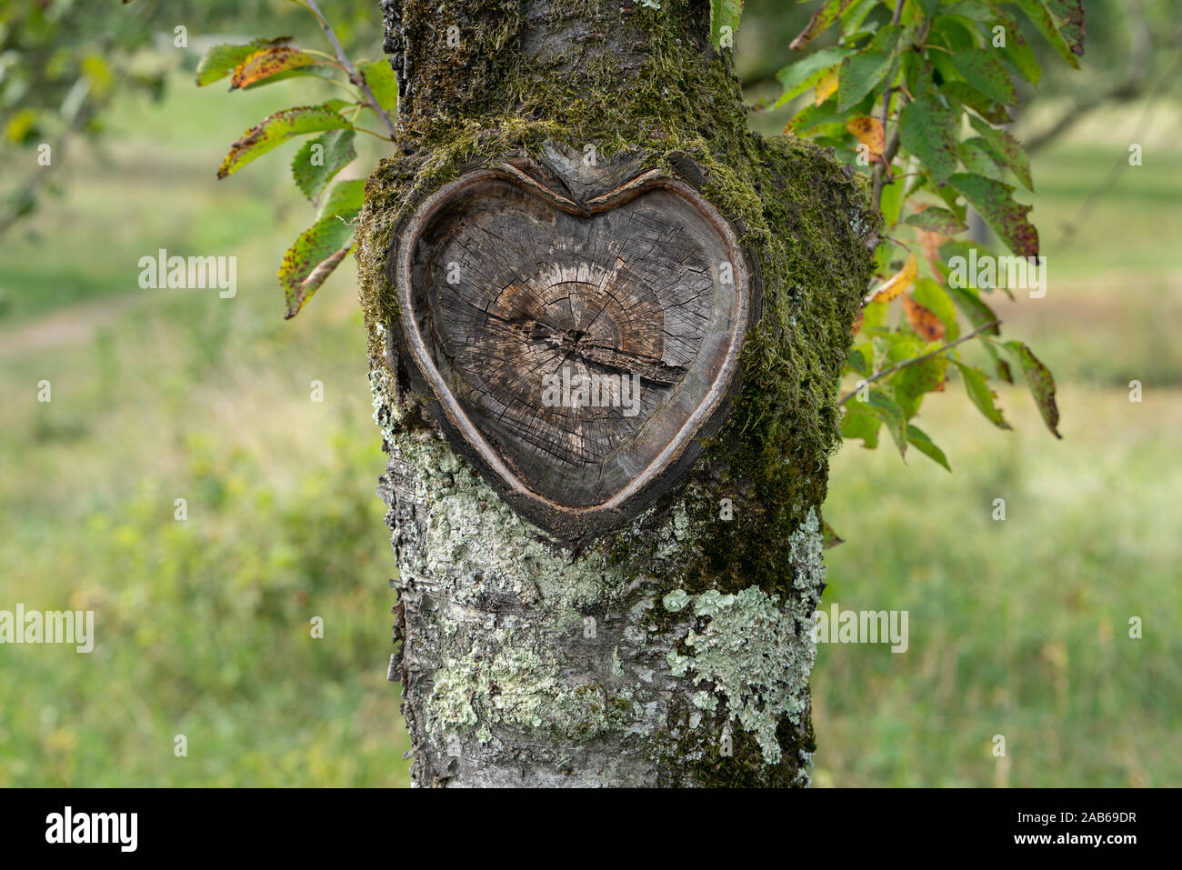 Wunderschöne Herzen in alte Baumrinde mit Moos und Blättern in grüner Natur Stockfoto