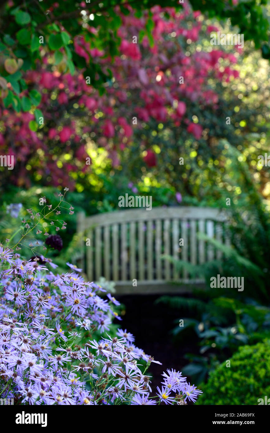 Aster x Frikartii monch, blau, Blume, Blumen, Astern, Stauden, Stauden, Spätsommer, Herbst, Herbst, Blüte, Sitz im Hintergrund, verwischt, Verwischen, Bestuhlung, RM Flo Stockfoto