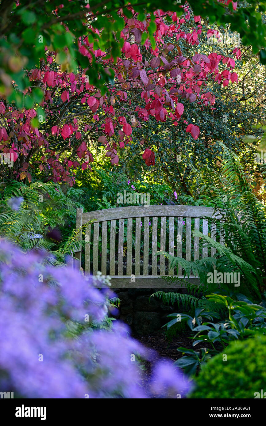 Aster x Frikartii monch, blau, Blume, Blumen, Astern, Stauden, Stauden, Spätsommer, Herbst, Herbst, Blüte, Sitz im Hintergrund, verwischt, Verwischen, Bestuhlung, RM Flo Stockfoto