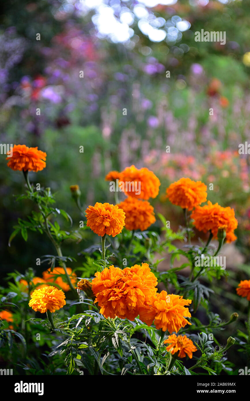 Tagetes, Ringelblumen, Orange, Rost, Farbe, Farbe, Blume, Blumen, Garten, rm floral Stockfoto