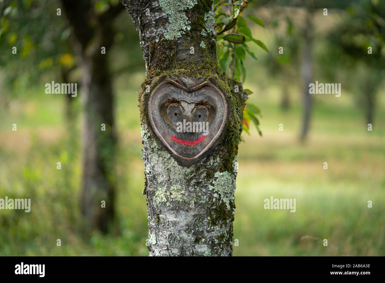 Wunderschöne Herzen in alte Baumrinde mit Moos und Blättern in grüner Natur Stockfoto