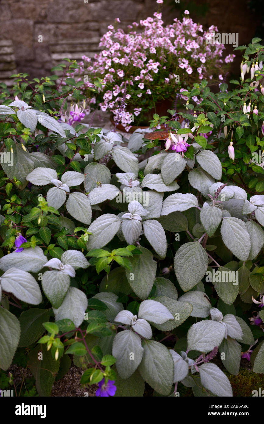 Plectranthus argentatus, weiche Blätter, Laub, fuchsia, rosa, weiß, lila, mauve, Blume, Blumen, Blüte, Anzeige, Displays, Garten, RM floral Stockfoto