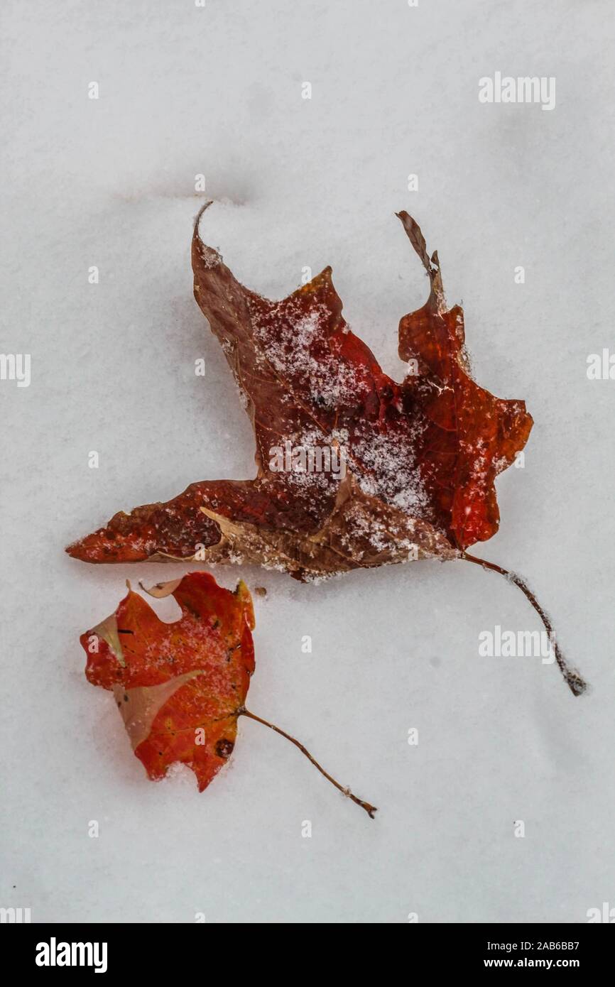 Herbstlaub auf den ersten Schnee der Saison. Stockfoto