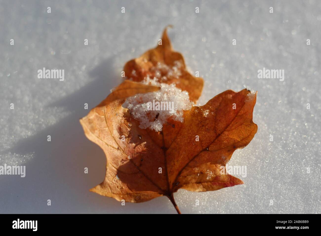 Blatt mit Schnee Stockfoto