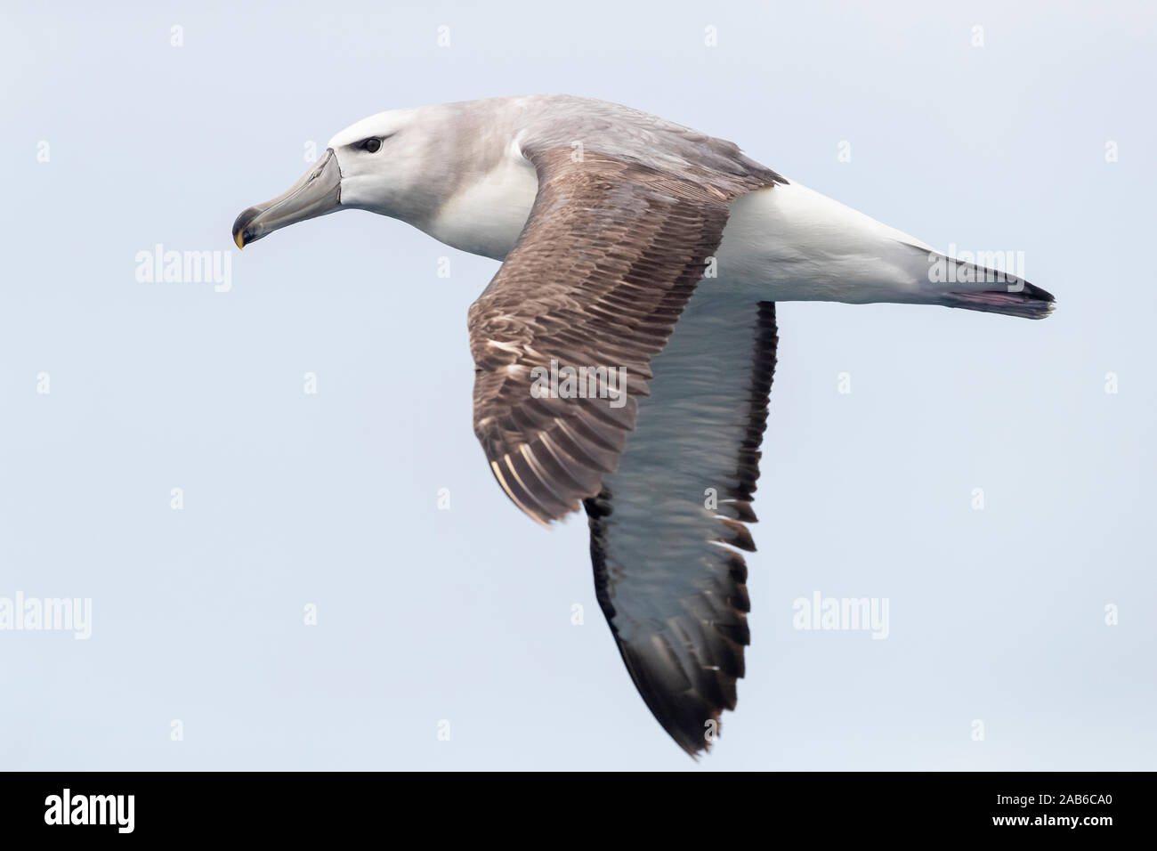 Schüchtern Albatross (Thalassarche cauta), Seitenansicht eines Jugendlichen auf der Flucht, Western Cape, Südafrika Stockfoto