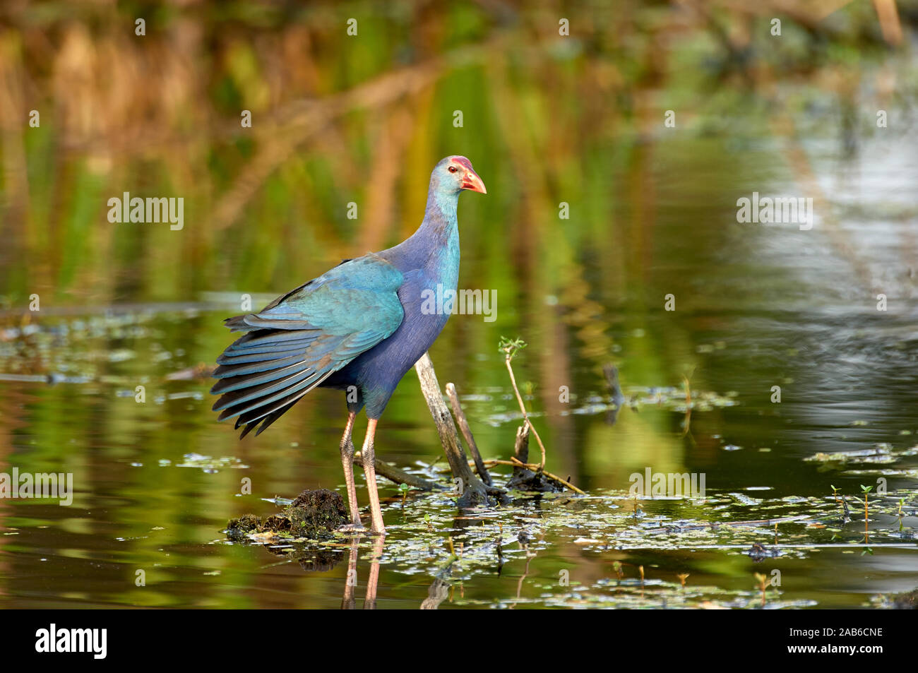 Lila haben, (Porphyrio porphyrio), eine eingeführte Arten tthroughout S. Florida, Wakodahatchee Feuchtgebiete, Delray Beach, Florida, USA Stockfoto