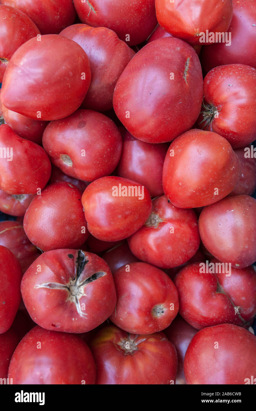 Tomaten" von Sorrento, Santa Maria di Castellabate, Cilento Nationalpark Parco Nazionale Cilento und Vallo Diano e Alburni, Salerno, Kampanien, Südlich Stockfoto