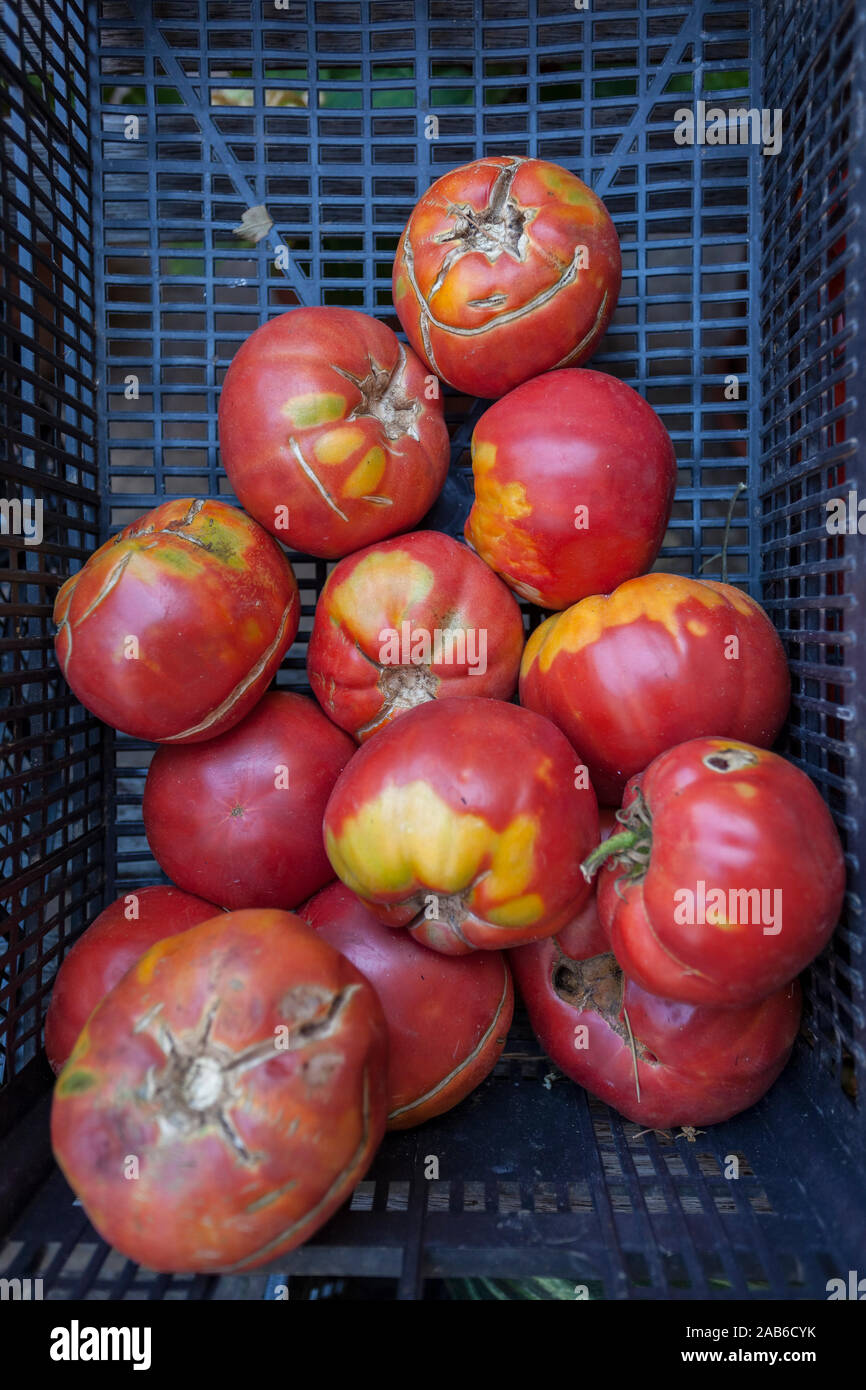 Tomaten" von Sorrento, Santa Maria di Castellabate, Cilento Nationalpark Parco Nazionale Cilento und Vallo Diano e Alburni, Salerno, Kampanien, Südlich Stockfoto