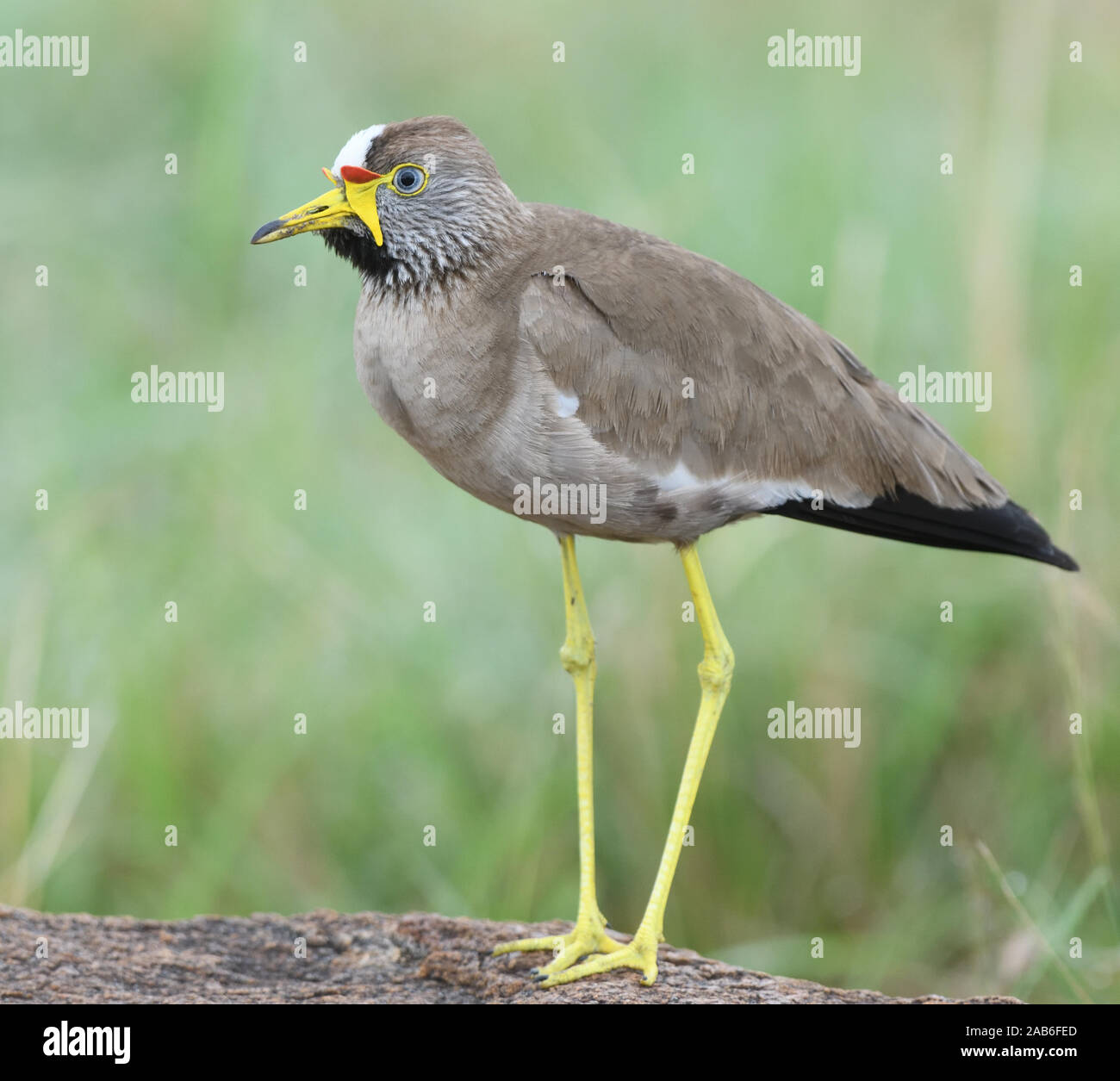 Eine afrikanische Gelbstirn-blatthühnchen Kiebitz, Senegal Gelbstirn-blatthühnchen plover oder Gelbstirn-blatthühnchen Kiebitz (Vanellus senegallus). Serengeti National Park, Tansania. Stockfoto