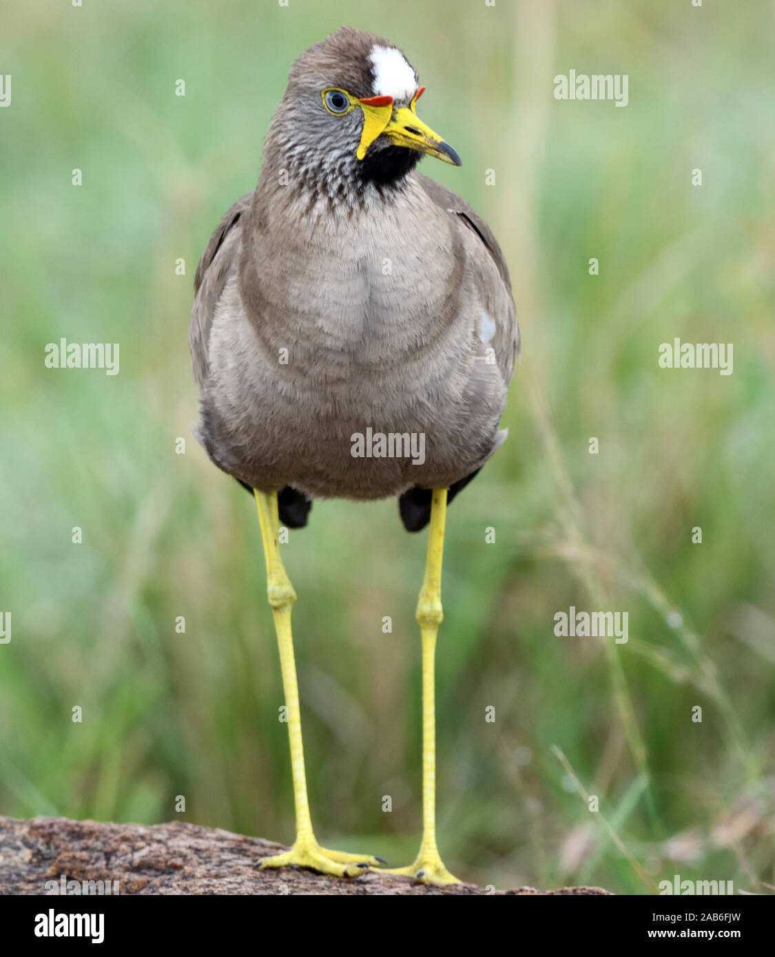 Eine afrikanische Gelbstirn-blatthühnchen Kiebitz, Senegal Gelbstirn-blatthühnchen plover oder Gelbstirn-blatthühnchen Kiebitz (Vanellus senegallus). Serengeti National Park, Tansania. Stockfoto