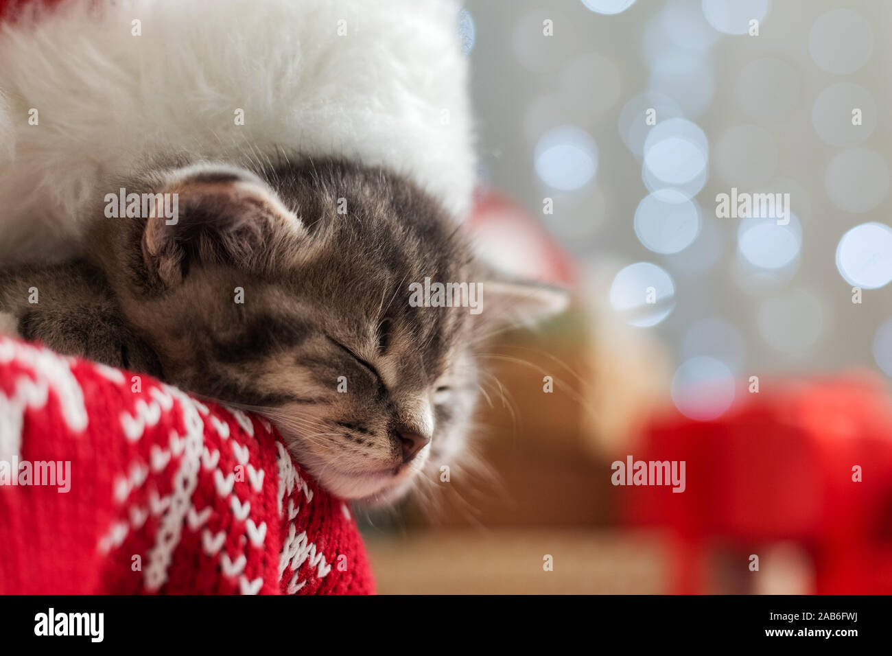 Weihnachten Katze tragen Klausenmütze schlafen auf Plaid unter Weihnachtsbaum mit verschwommenen festliche Dekoration. Adorable kleine tabby Kitten, Kitty, Cat. Gemütliche Stockfoto