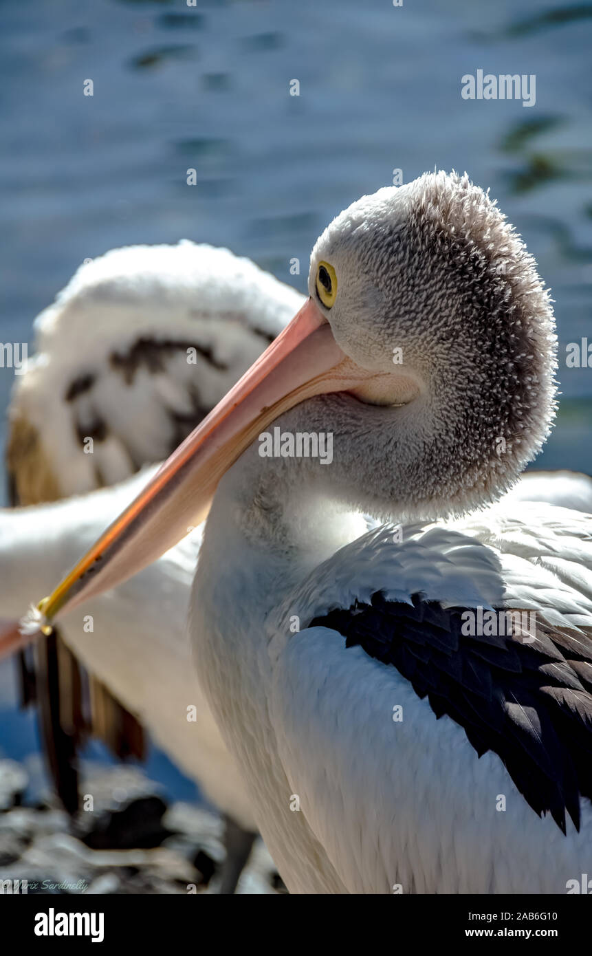 Pelikanvögel genießen heißen Sommer dai in Australien, Gold Coast Stockfoto