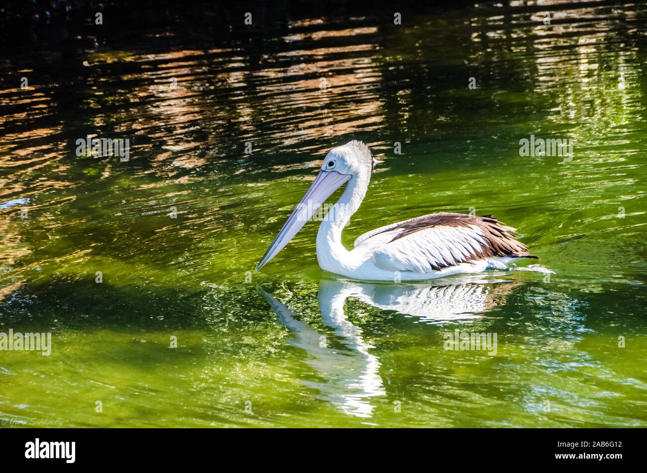 Pelikanvögel genießen heißen Sommer dai in Australien, Gold Coast Stockfoto