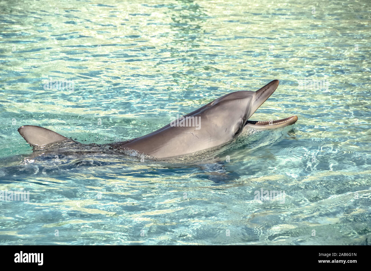 Fröhliche Delfine, die Sie angusten und mit Ihnen im kristallklaren Meerwasser spielen Stockfoto