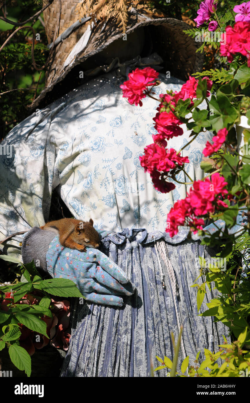 Eichhörnchen Baby schlafen im Garten mit Blumen im Garten in seiner