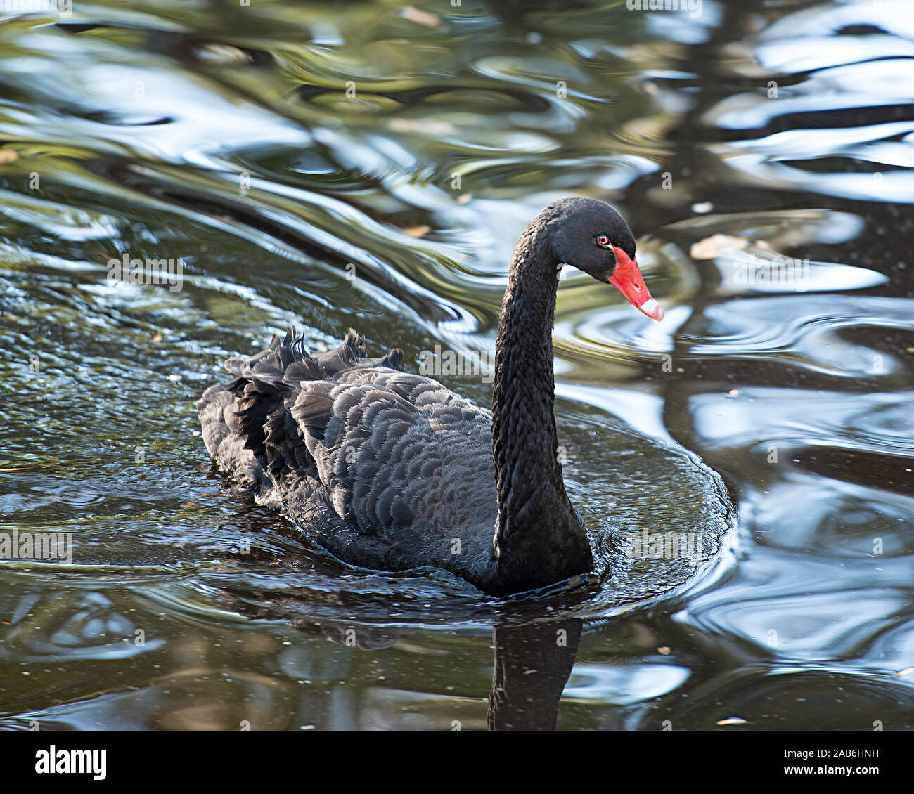 Black Swan Vogel im Wasser seinen Körper, Kopf, Schnabel aussetzen, Auge, schwarzes Gefieder, langen Hals, mit einem Hintergrund. Stockfoto