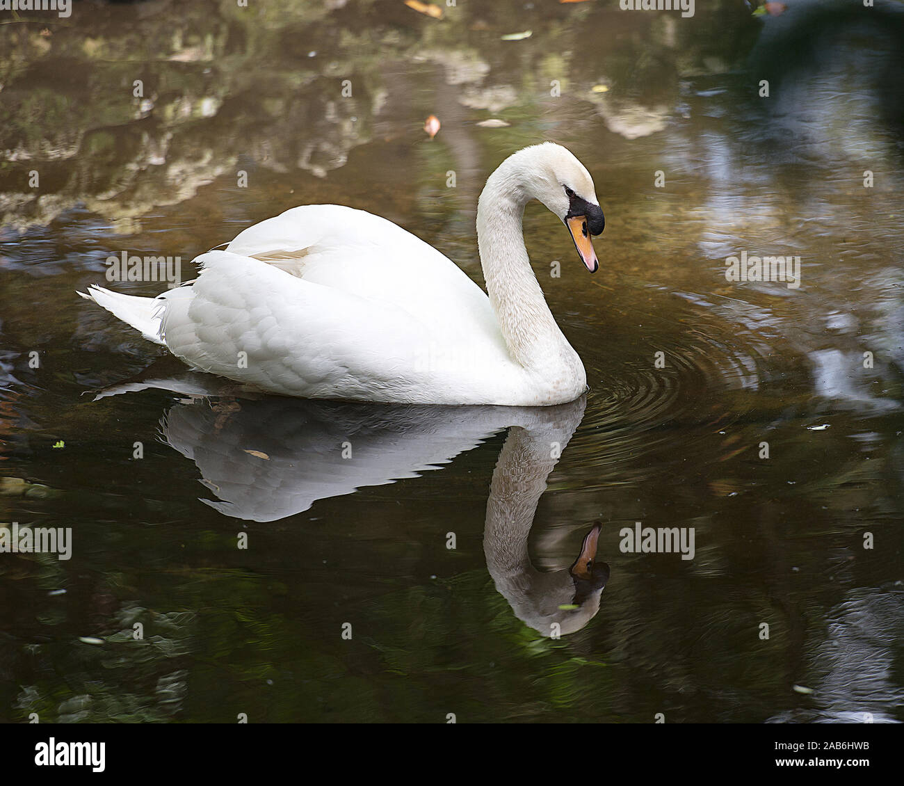 White Swan Vogel im Wasser seinen Körper, Kopf, Schnabel aussetzen, Auge, Flügeln, die mit einer Reflexion. Stockfoto