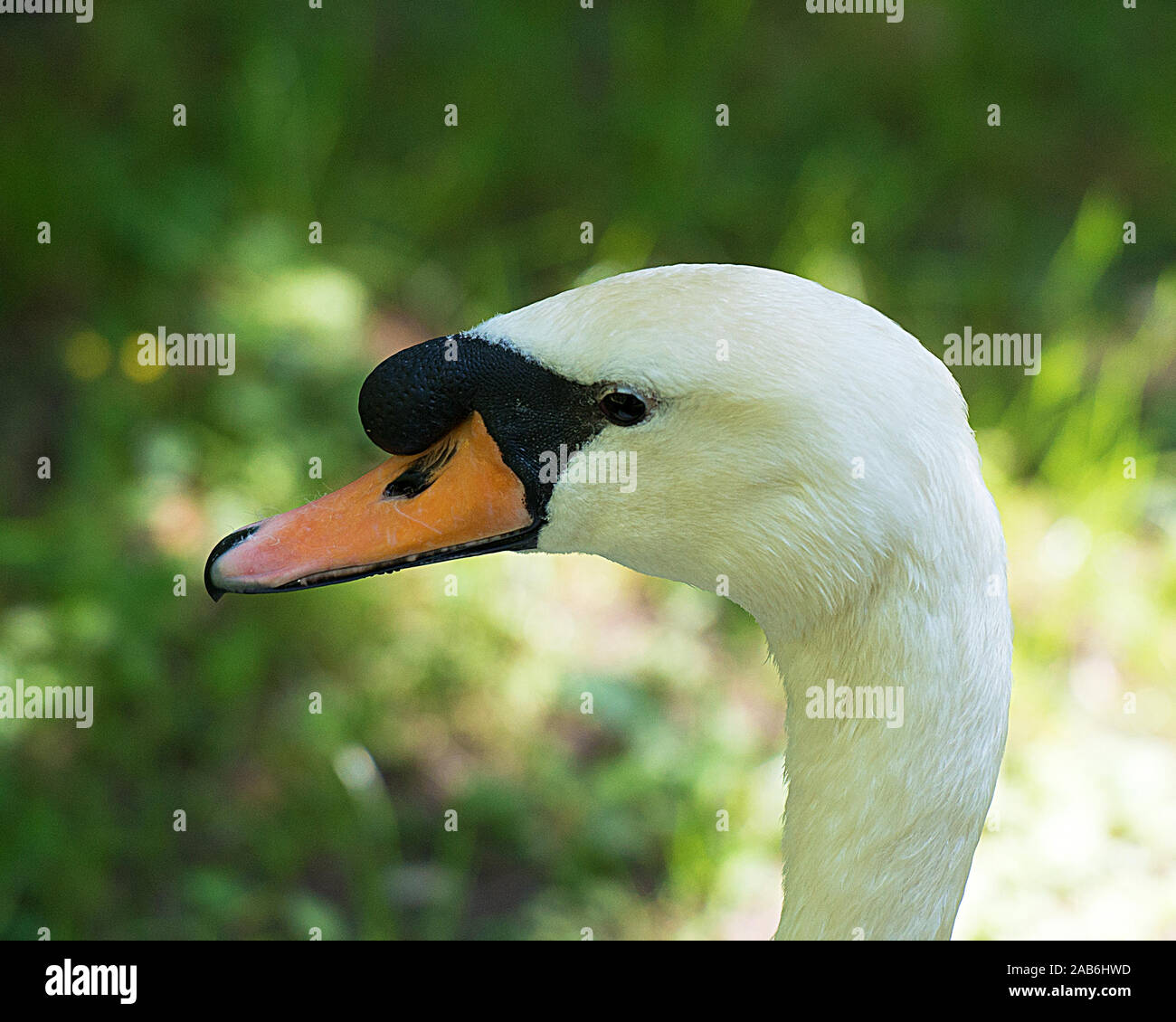 White Swan bird Blick auf seinen Kopf, Schnabel, Auge, mit einem Bokeh Hintergrund Stockfoto