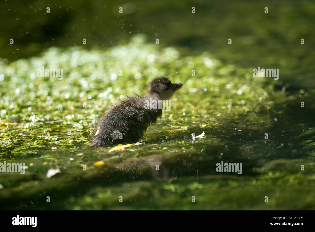 Stockente, entlein (Anas Plathyrhynchos), Frankreich Stockfoto