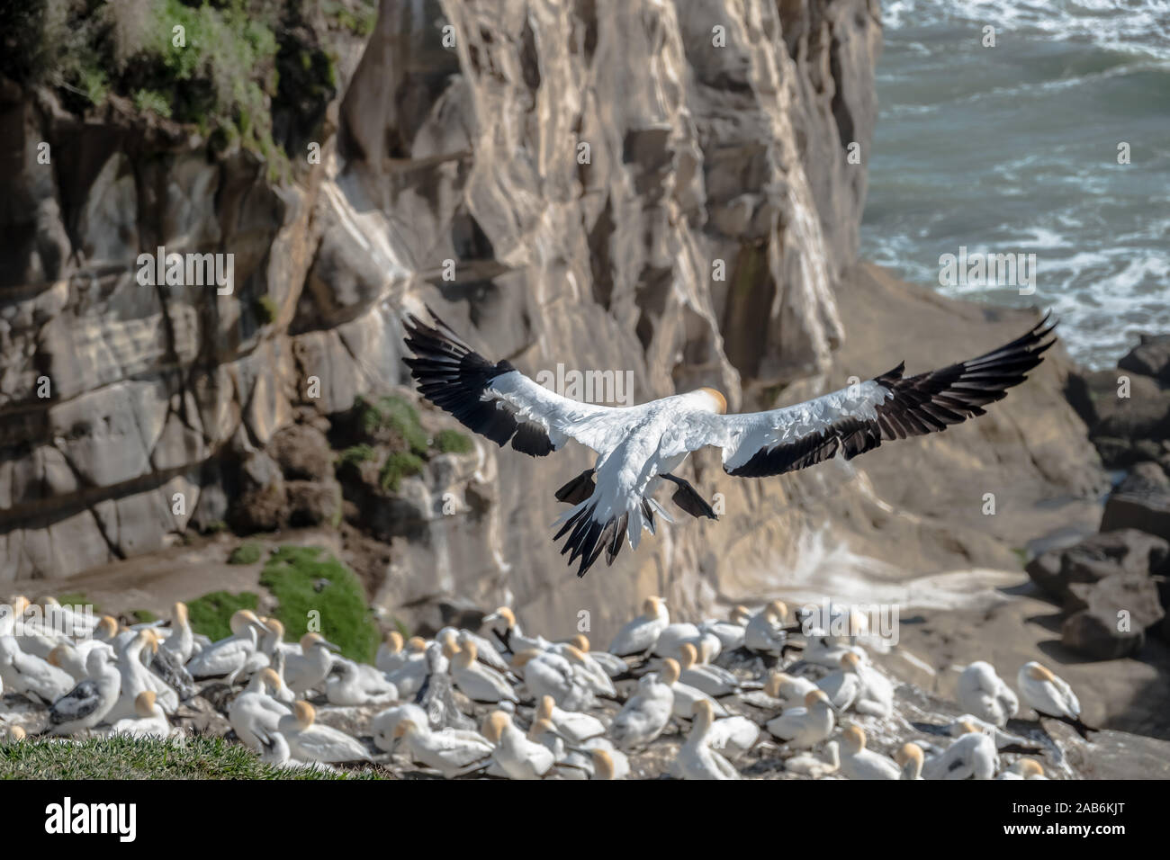 Gannet Kolonie in Neuseeland. Die Australasian Gannet (Morus serrator), auch bekannt als australische Gannett und tākapu, ist ein großer Seabird Stockfoto