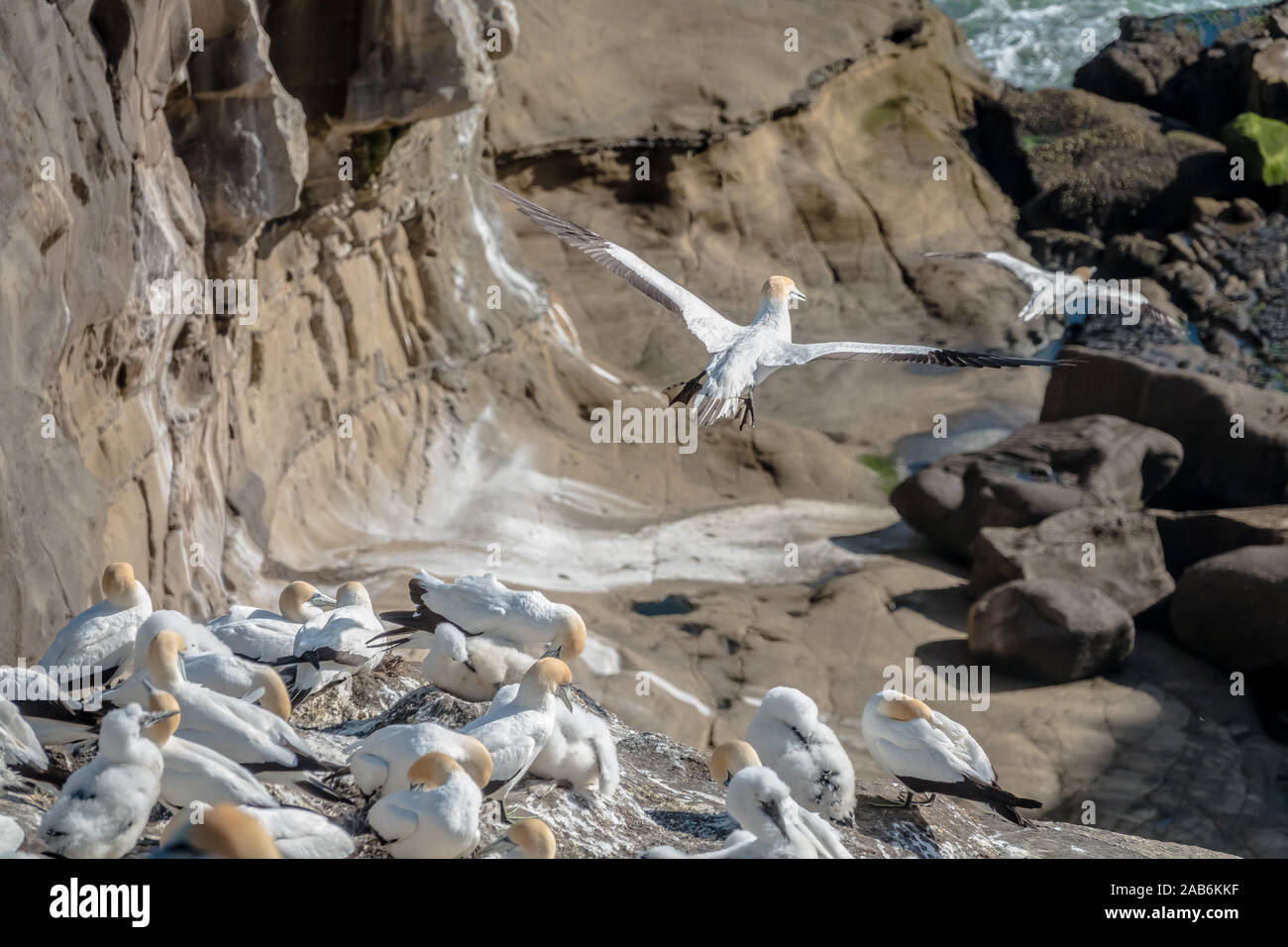 Gannett Vogel fliegen über gannet Kolonie Neuseeland. Die Australasian Gannet (Morus serrator), auch bekannt als australische Gannett und tākapu Stockfoto