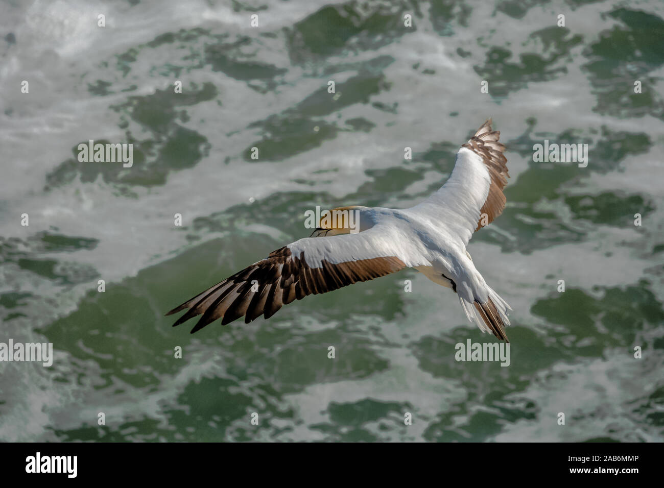 Die Australasian Gannet (Morus serrator), auch bekannt als australische Gannett und tākapu, ist ein großer seabird Der sprengfallen und gannett Familie, Sulidae. Stockfoto