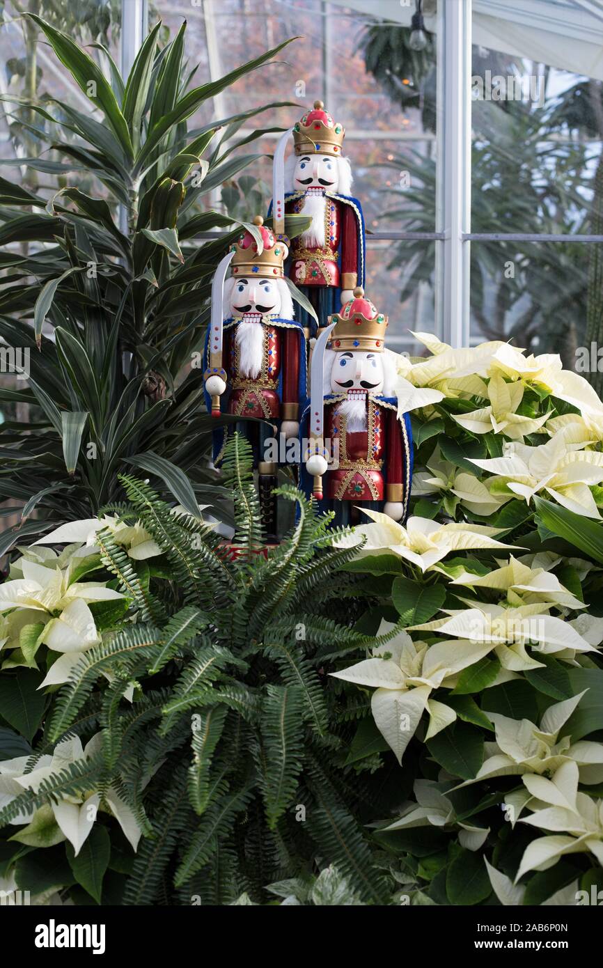 Weihnachten Dekorationen und Weihnachtssterne, die auf der Freiwilligen Park Conservatory in Seattle, Washington, USA. Stockfoto