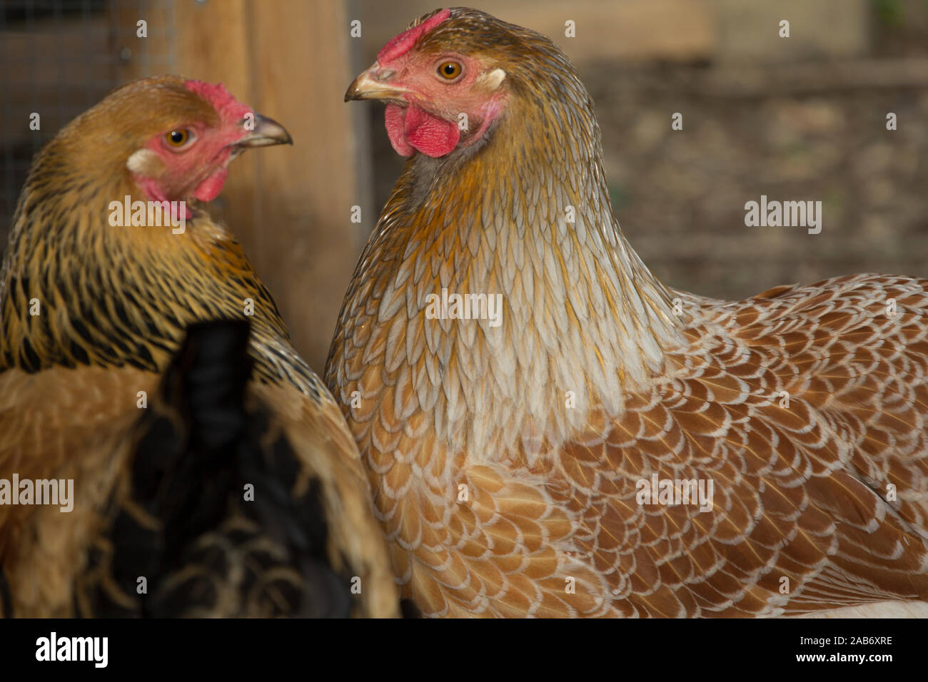 Buff Brahma und Wyandotte Hühner in einem Coop Stockfoto