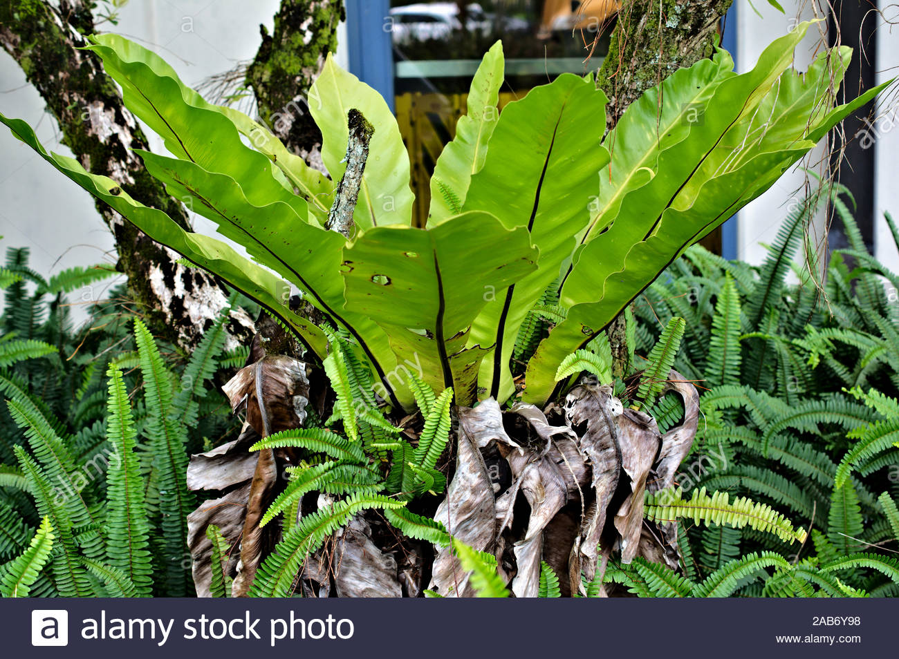 Nest Farn Stockfotos Nest Farn Bilder Alamy