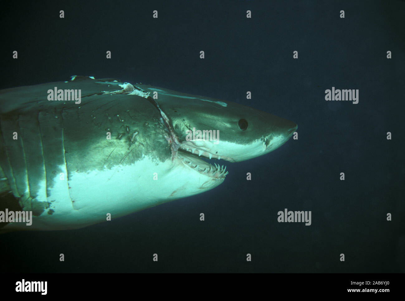 Great White Shark (Carcharodon carcharias), 4,5 m Buchse mit Narben durch Verfangen in einem Fischernetz. Nord Neptune Island, South Australia Stockfoto