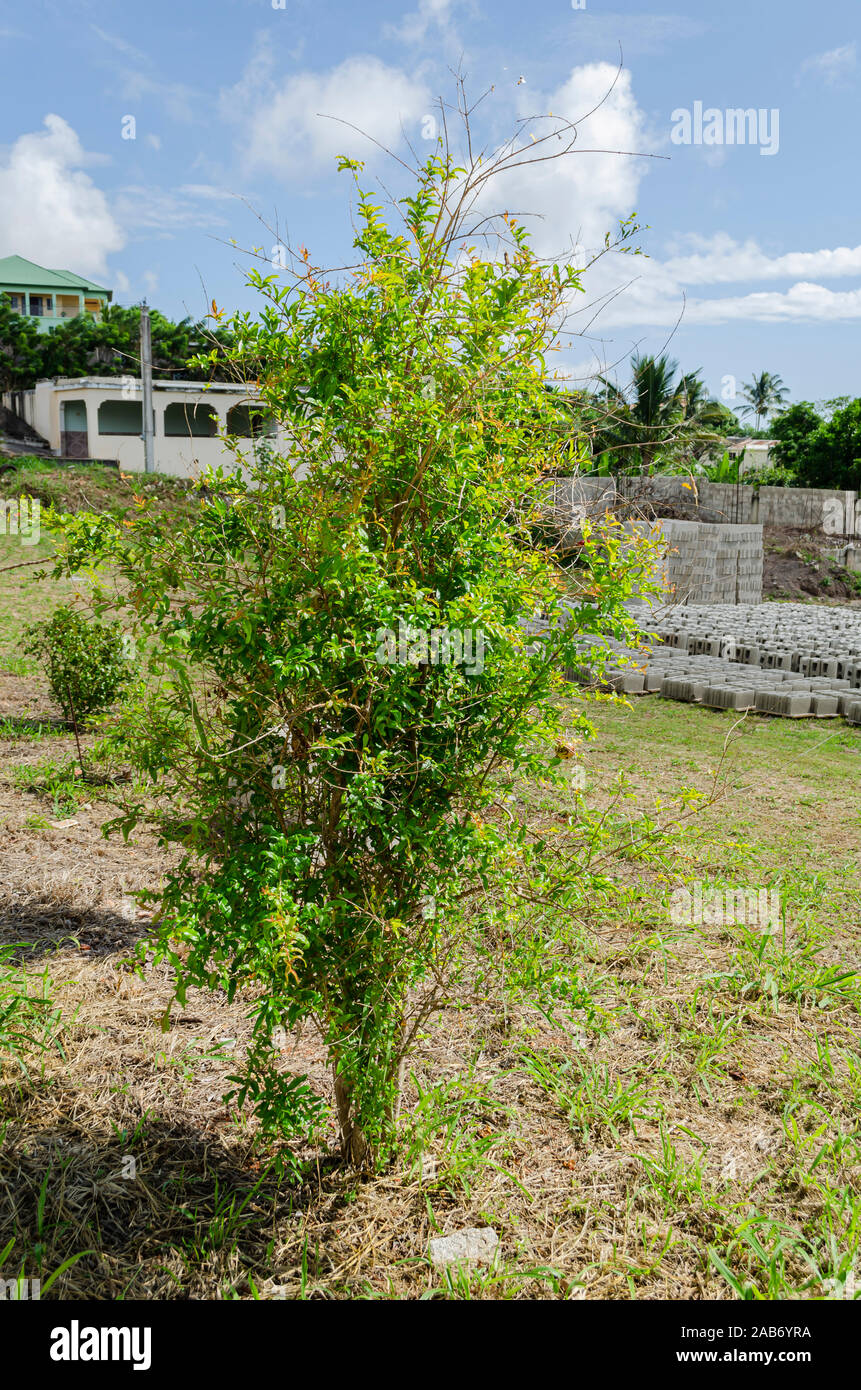 Granatapfelbaum Stockfoto