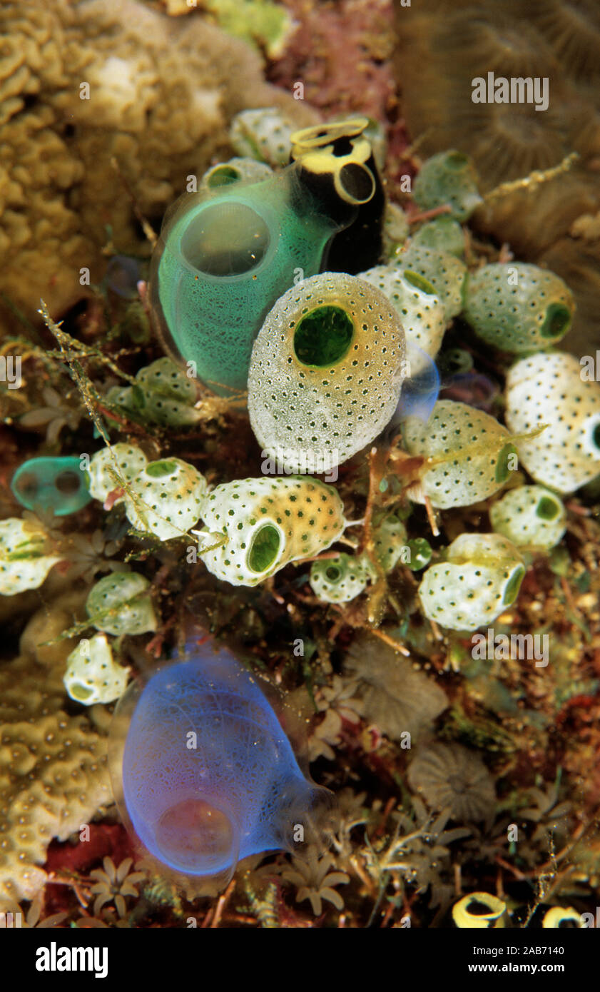 Kolonialen Seescheiden (Didemnum molle und Rhopalaea crassa), Manado, Indonesien Stockfoto