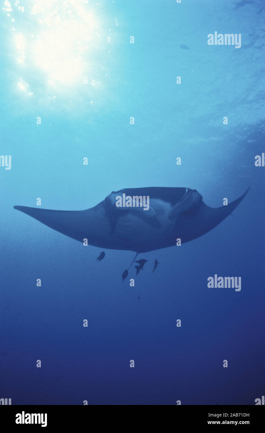 Giant Manta (Manta birostris), schädeluntersuchungen Nocken. Pazifischer Ozean, Mexiko Stockfoto