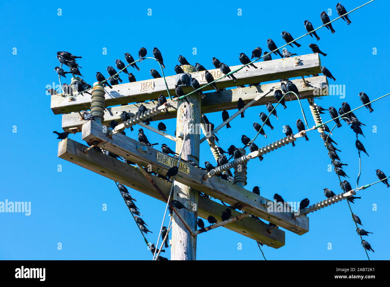 Herde der schwarzen Vögel sitzen auf Hochspannungsleitungen und Utility pole. Und blauer Himmel. Stockfoto