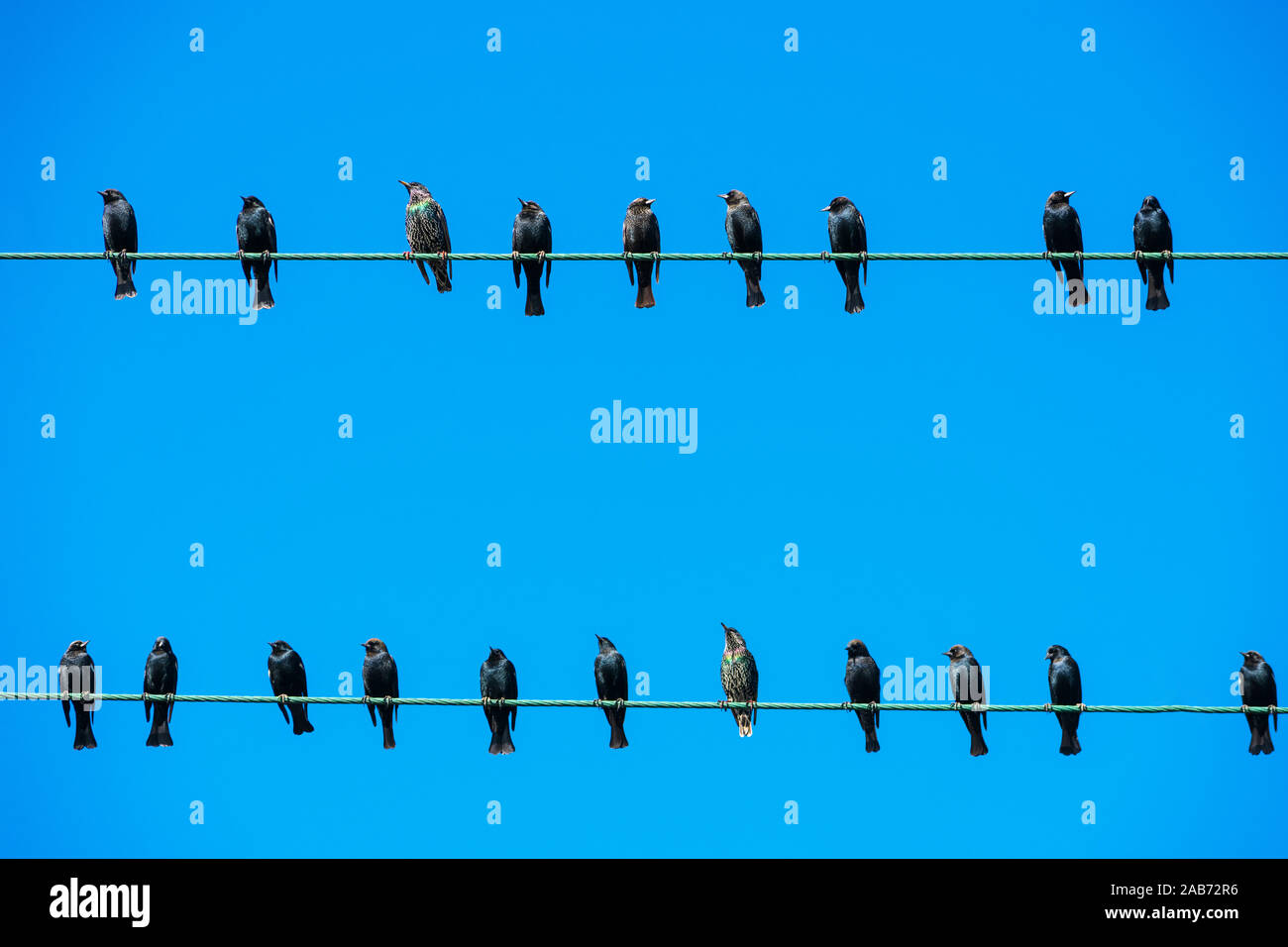 Herde der schwarzen Vögel sitzen auf zwei Hochspannungsleitungen. Blauer Himmel Stockfoto