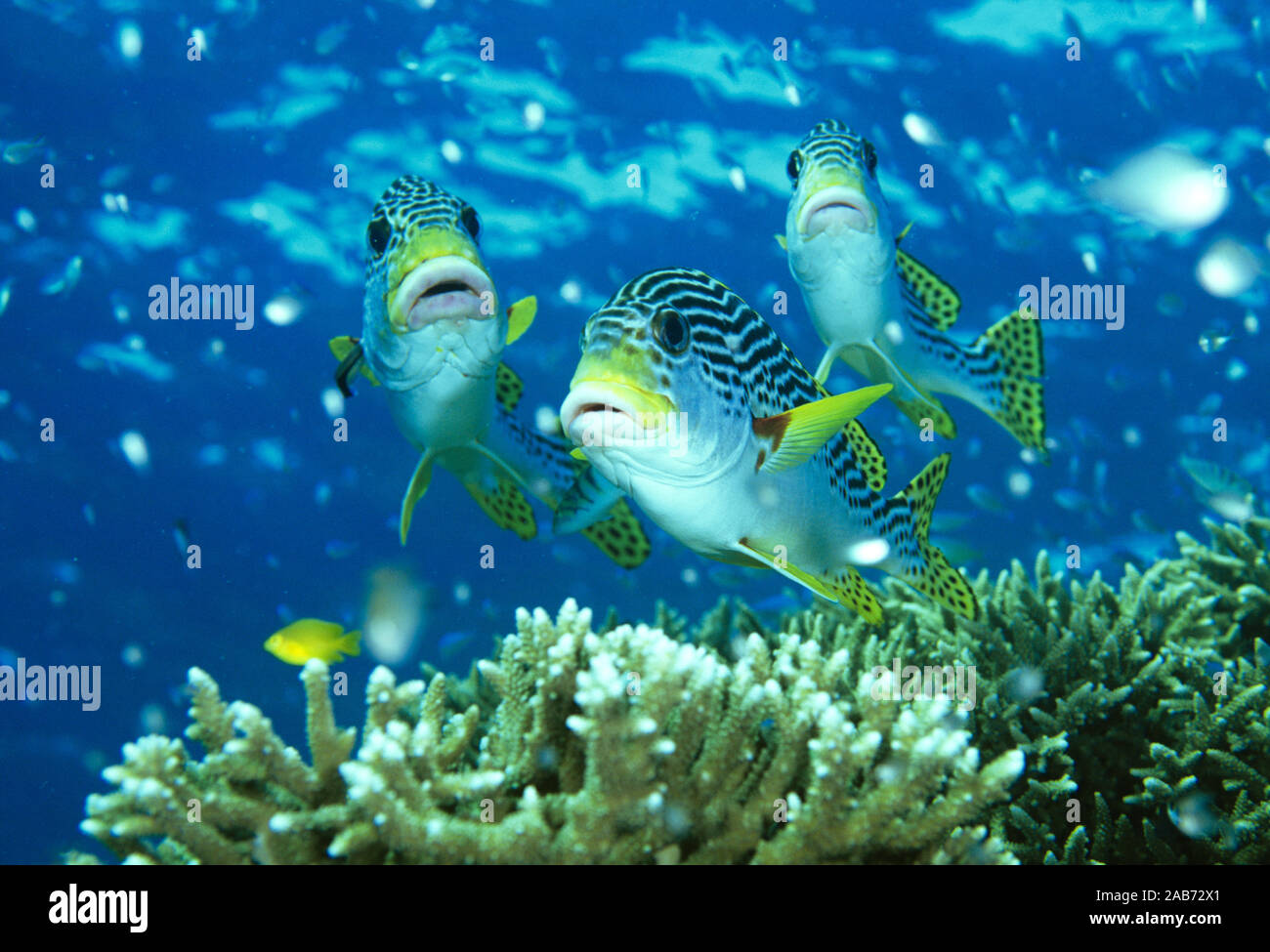 Diagonal-banded Süßlippen (Plectorhinchus lineatus), können große Gruppen bilden um Korallenriffe. Great Barrier Reef, Queensland, Australien Stockfoto