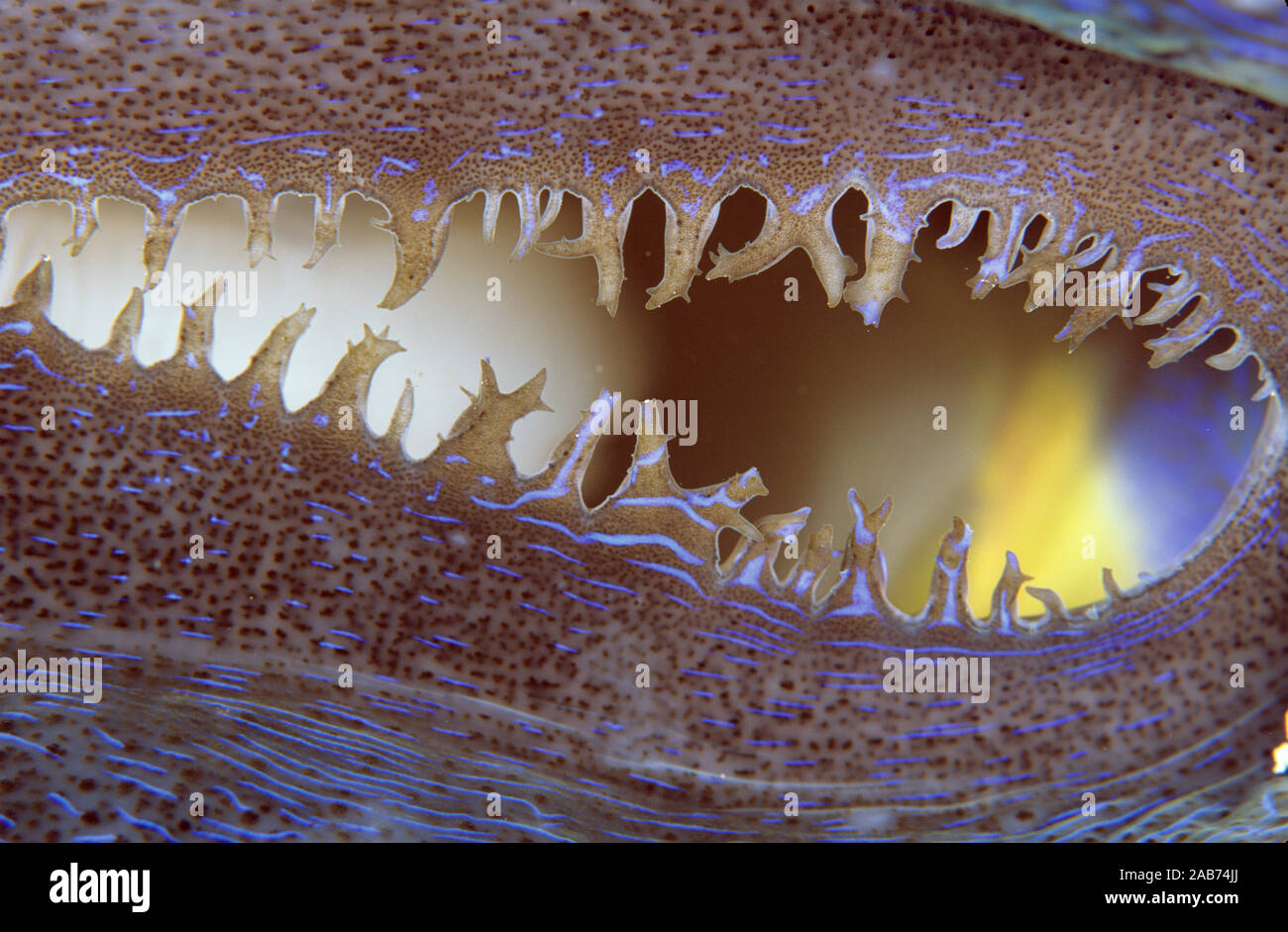Riesenmuschel (Tridacna derasa), Detail der Mantel. Hat symbiotische Algen zooxanthellae, in den fleischigen Mantel, die er der Sonne aussetzt. Great Barrier R Stockfoto